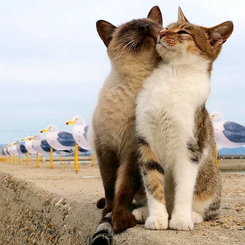Коты любовь