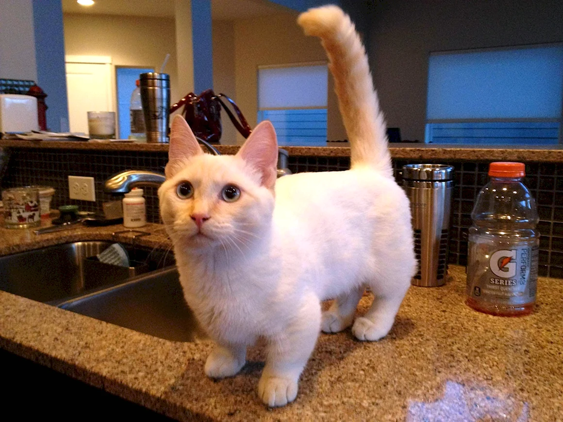 Коты Манчкин