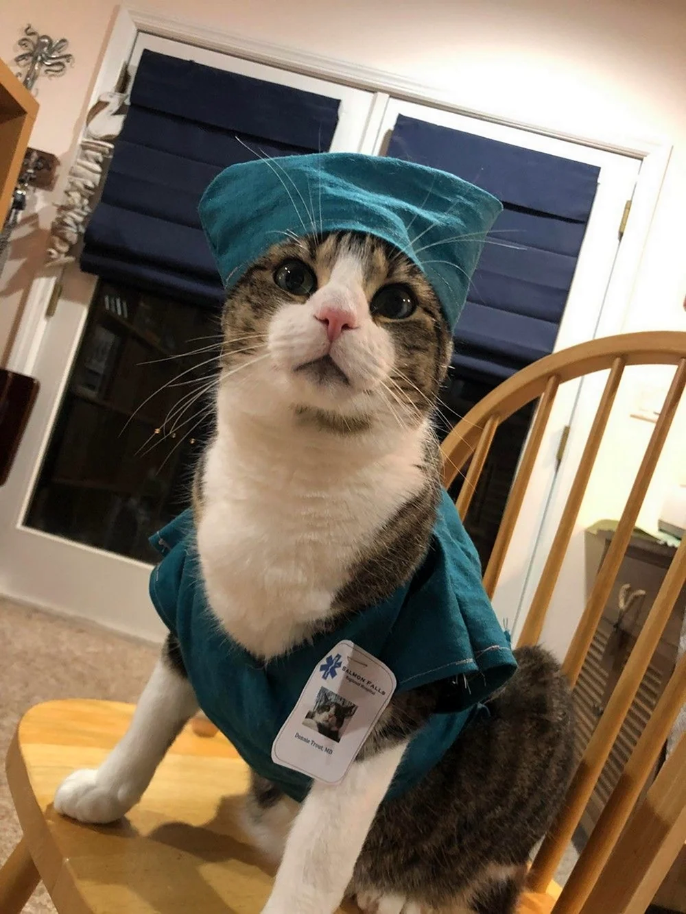 Коты медики