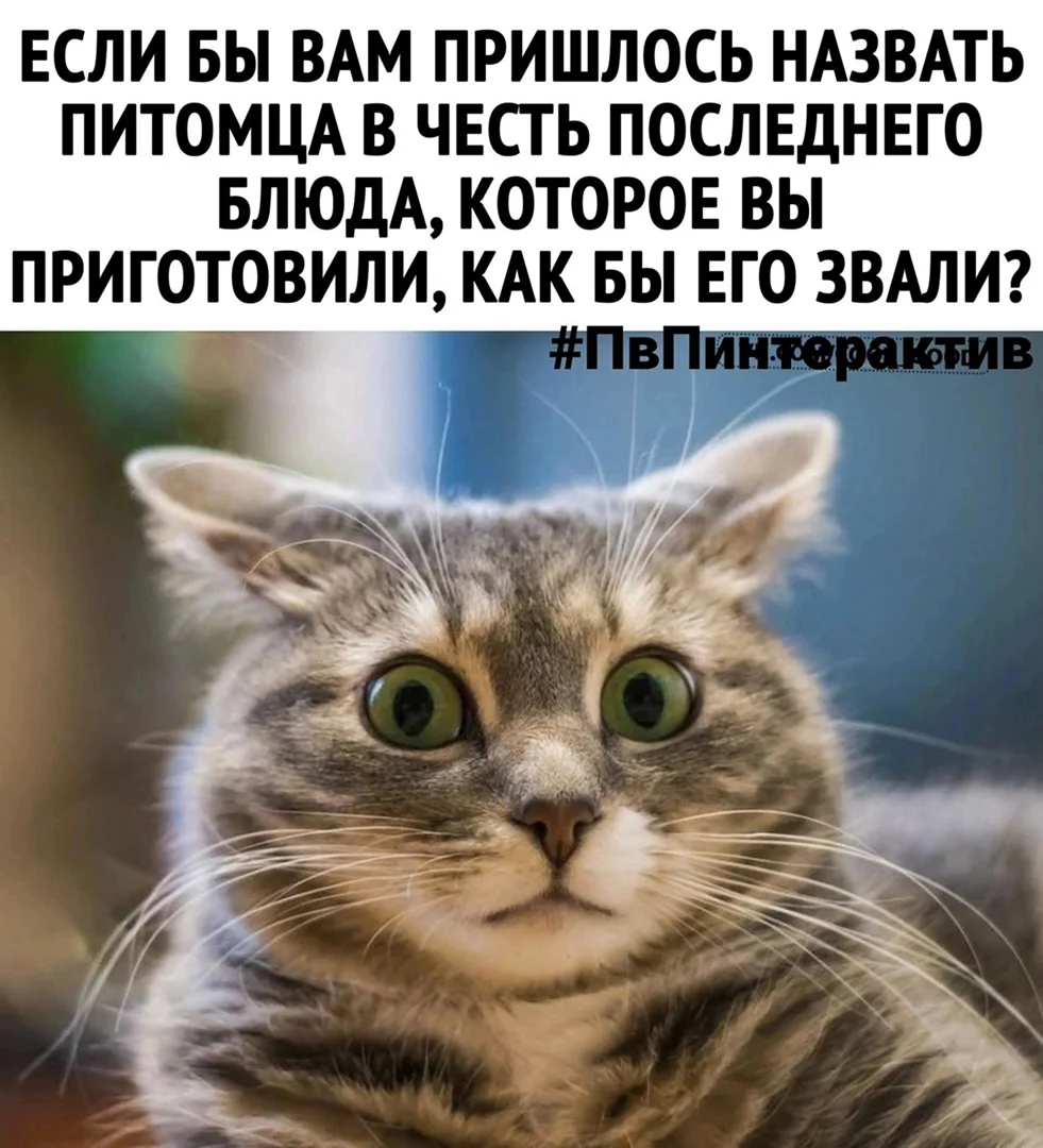Коты мемы