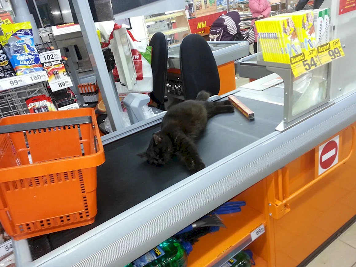 Коты на кассе