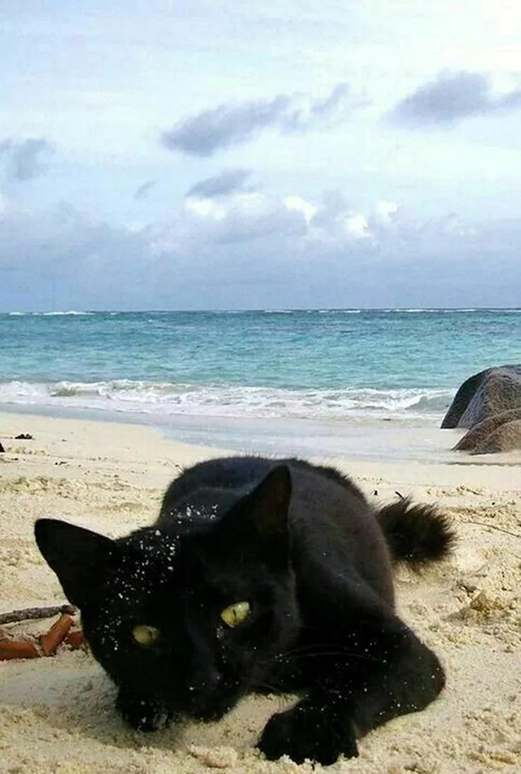 Коты на море