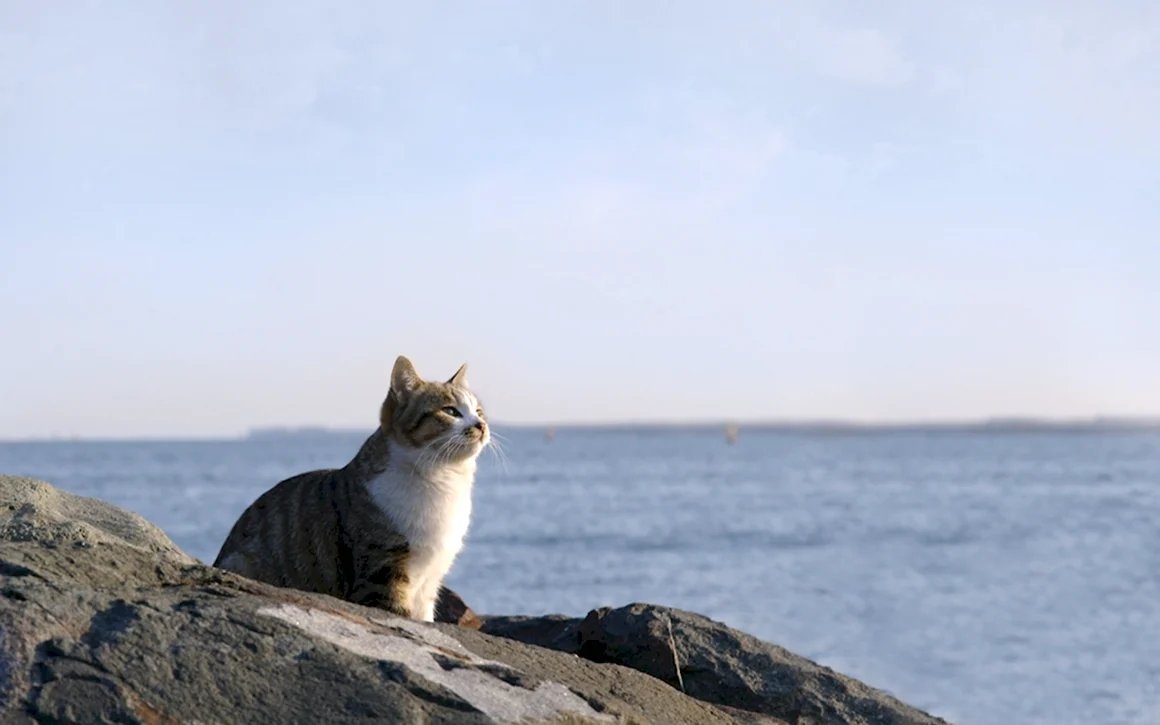 Коты на море