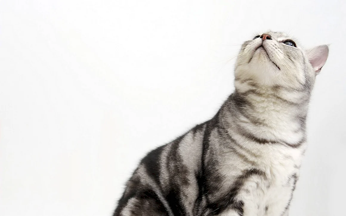 Коты на однотонном фоне