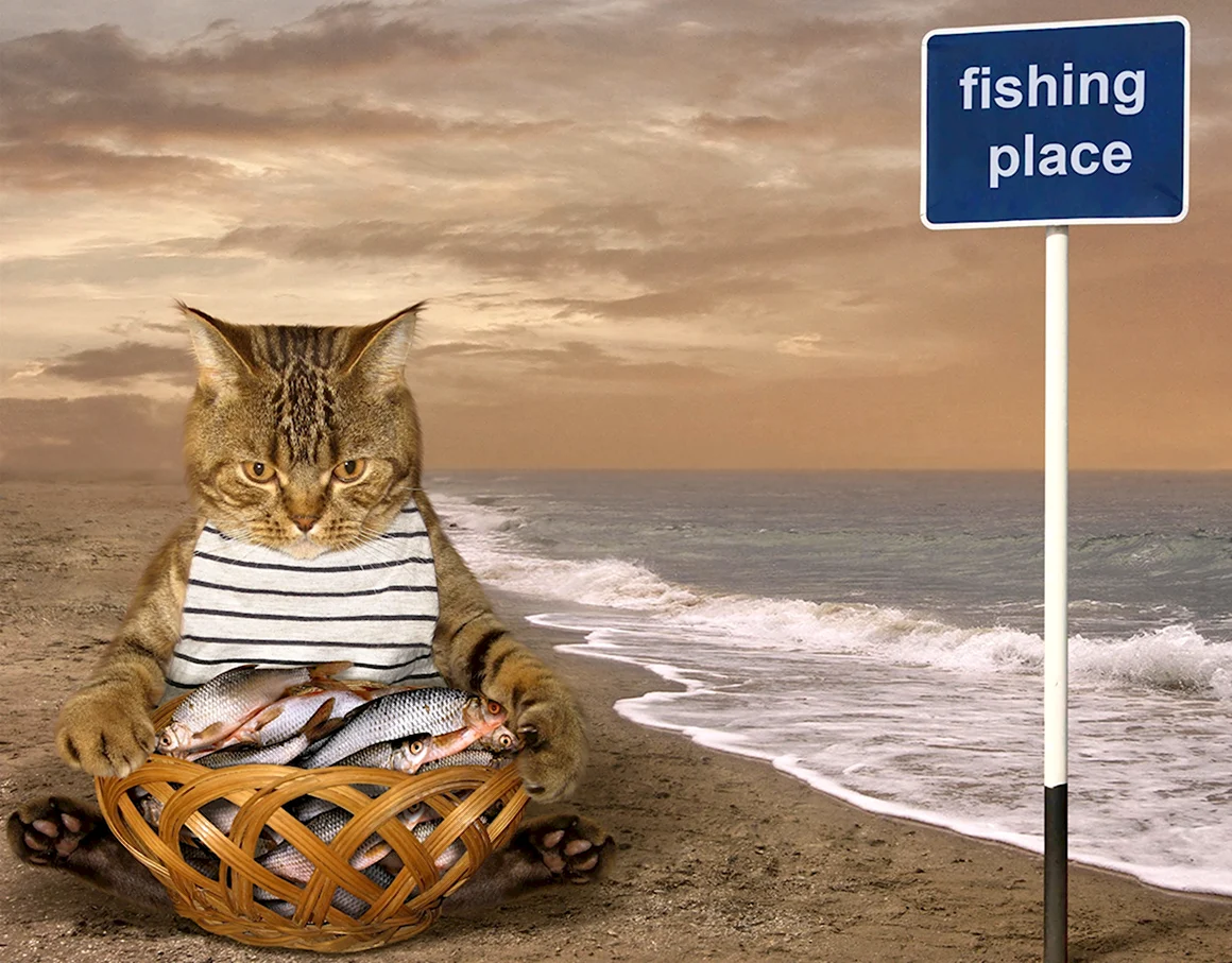 Коты на пляже