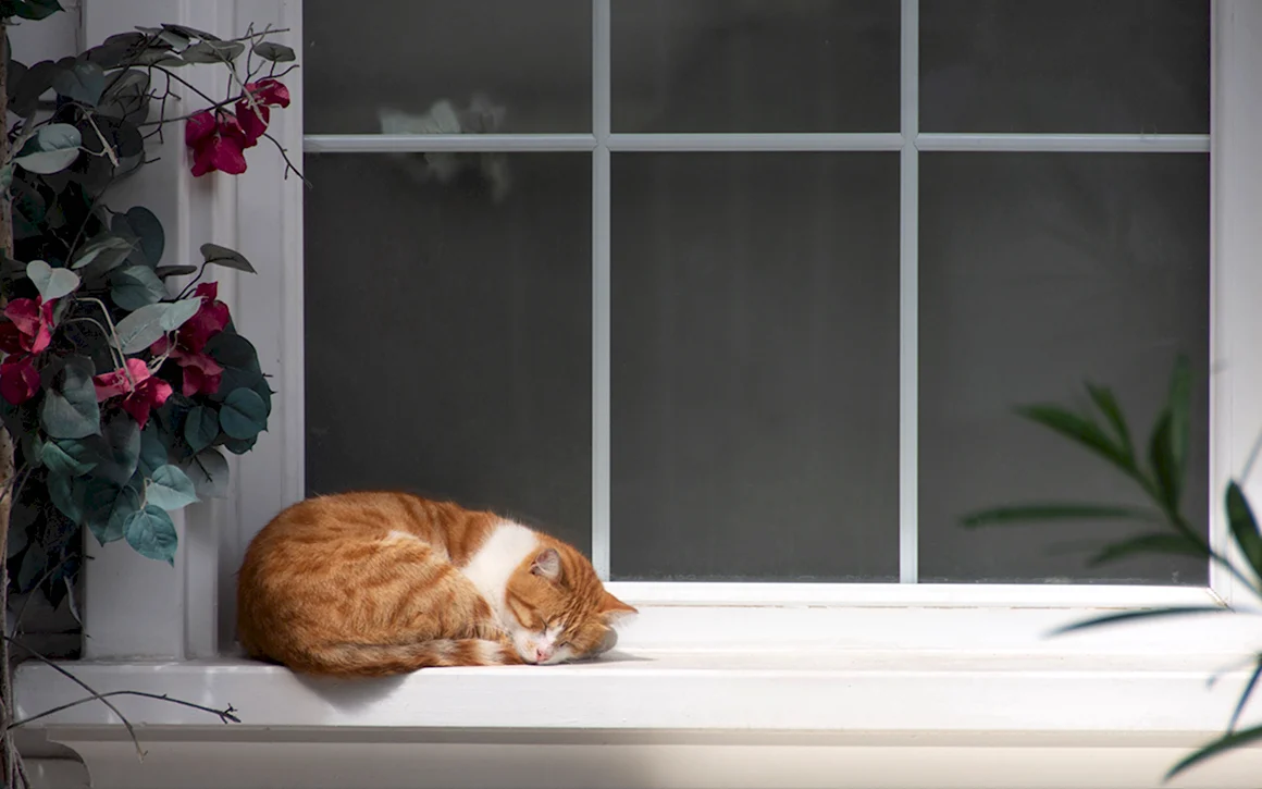 Коты на подоконнике