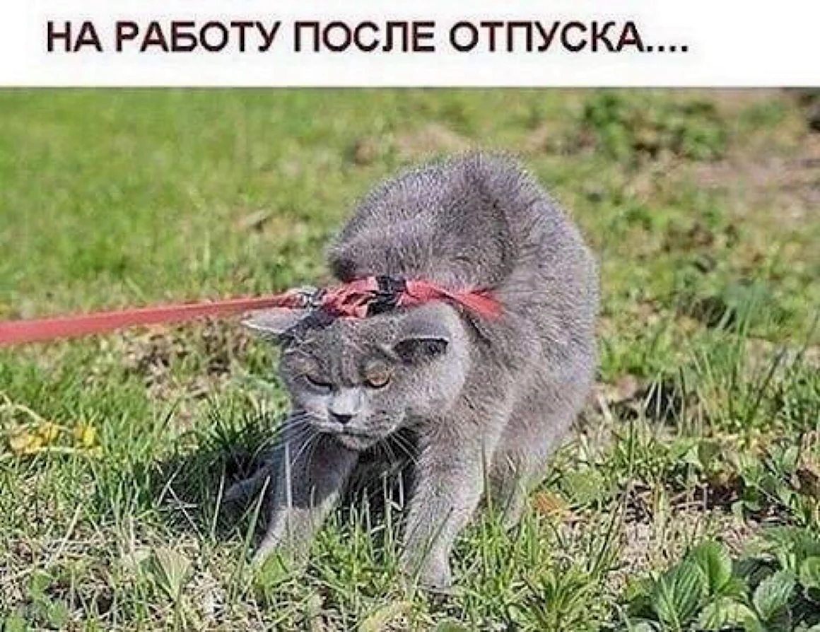Коты на поводке
