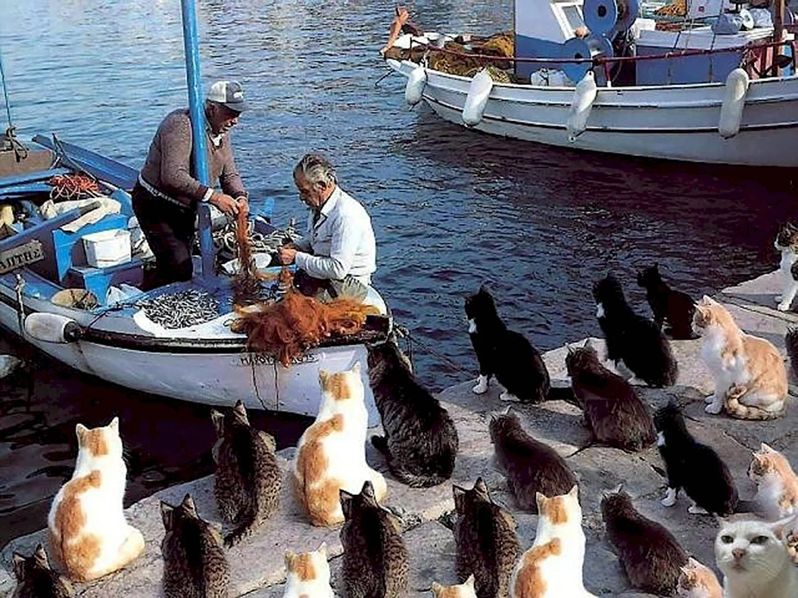 Коты на рыбалке
