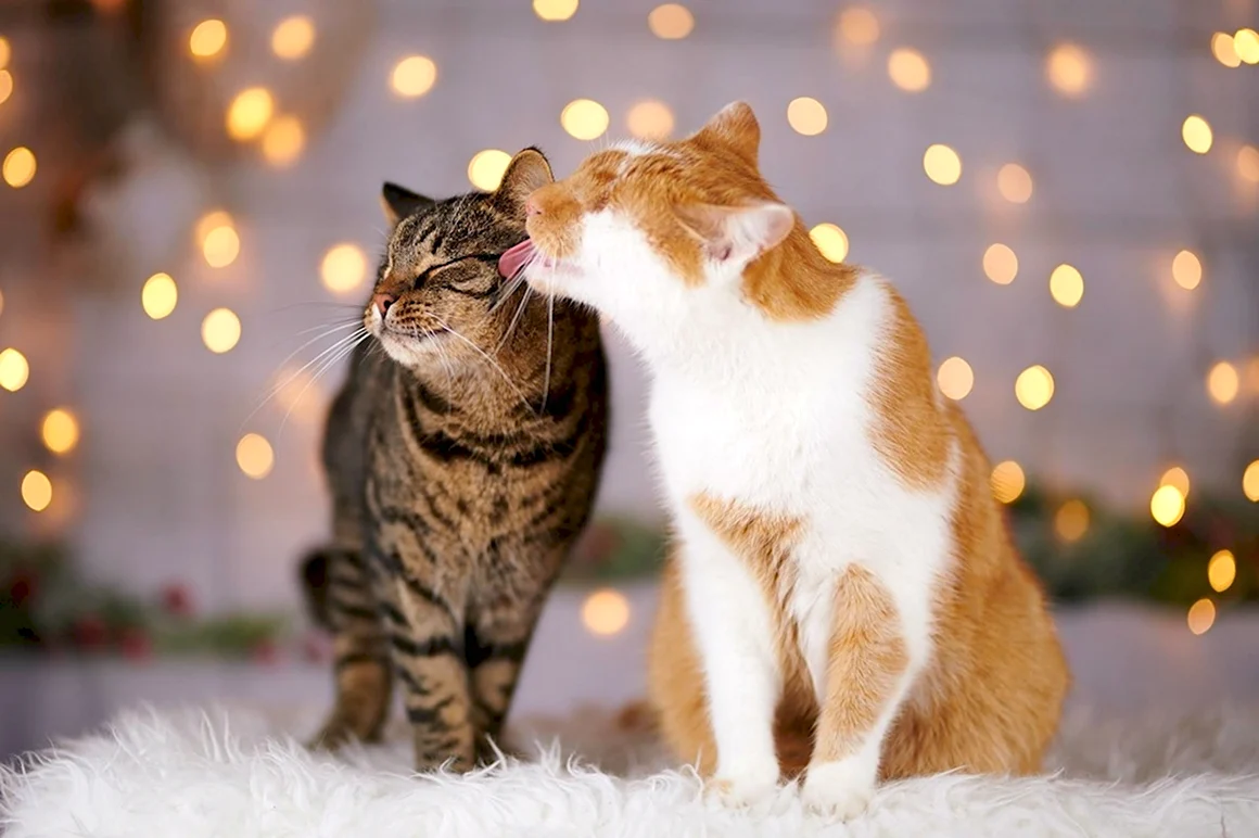 Коты обнимаются