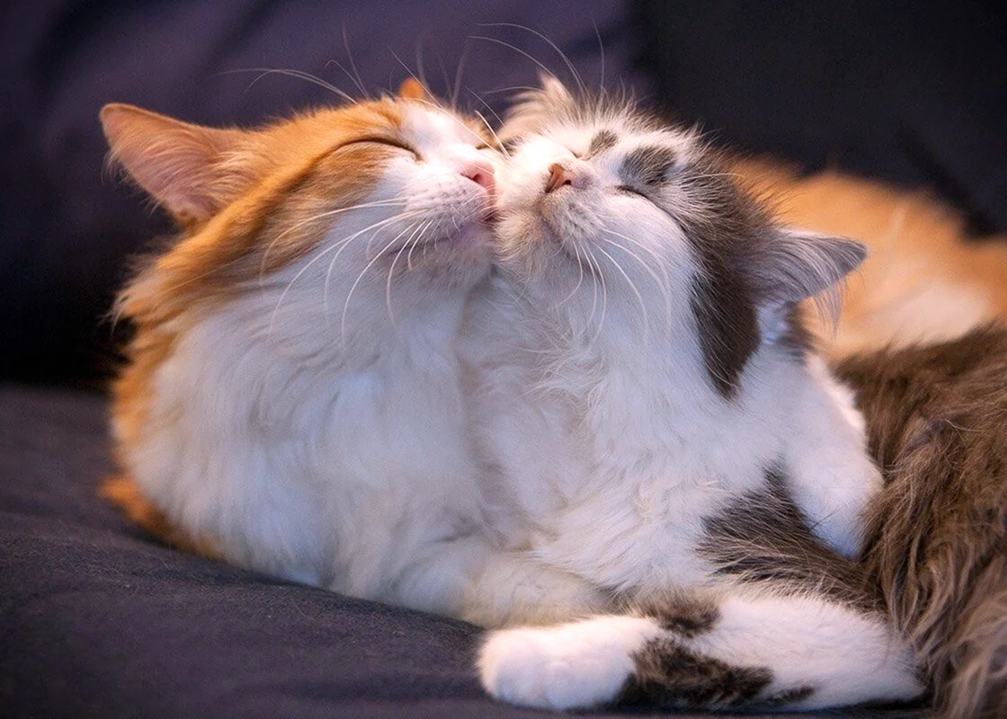 Коты обнимаются