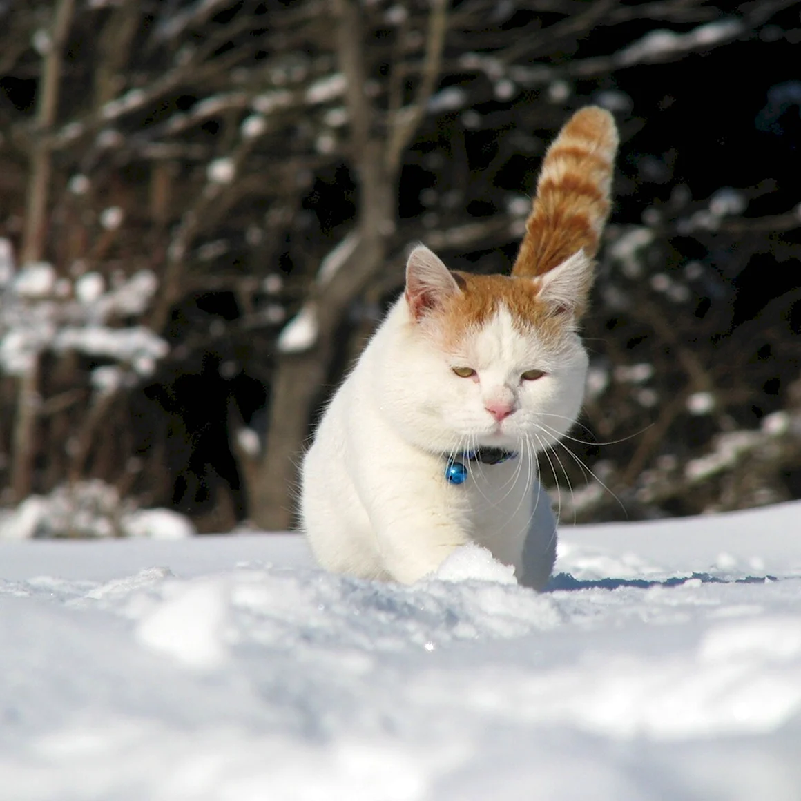 Коты Ой Мороз Мороз