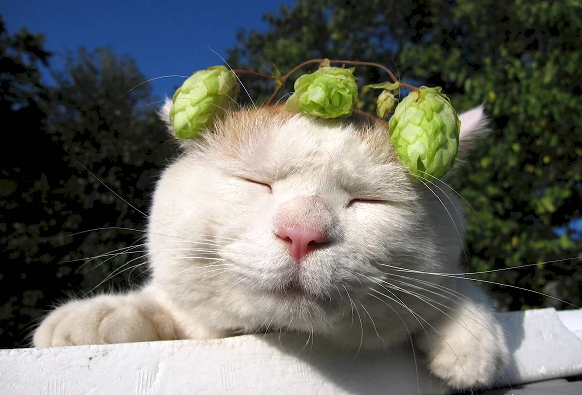 Коты расслабляются