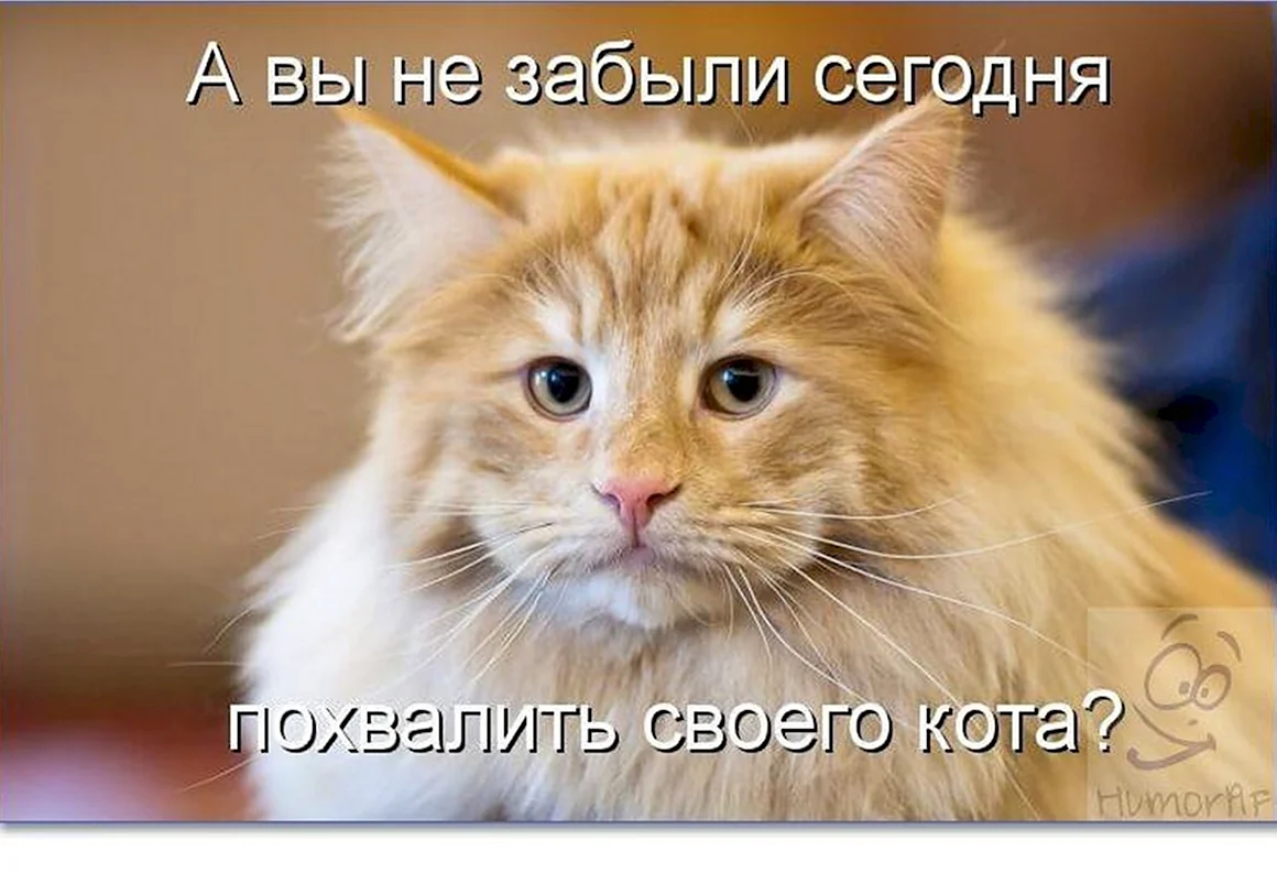 Коты с надписями
