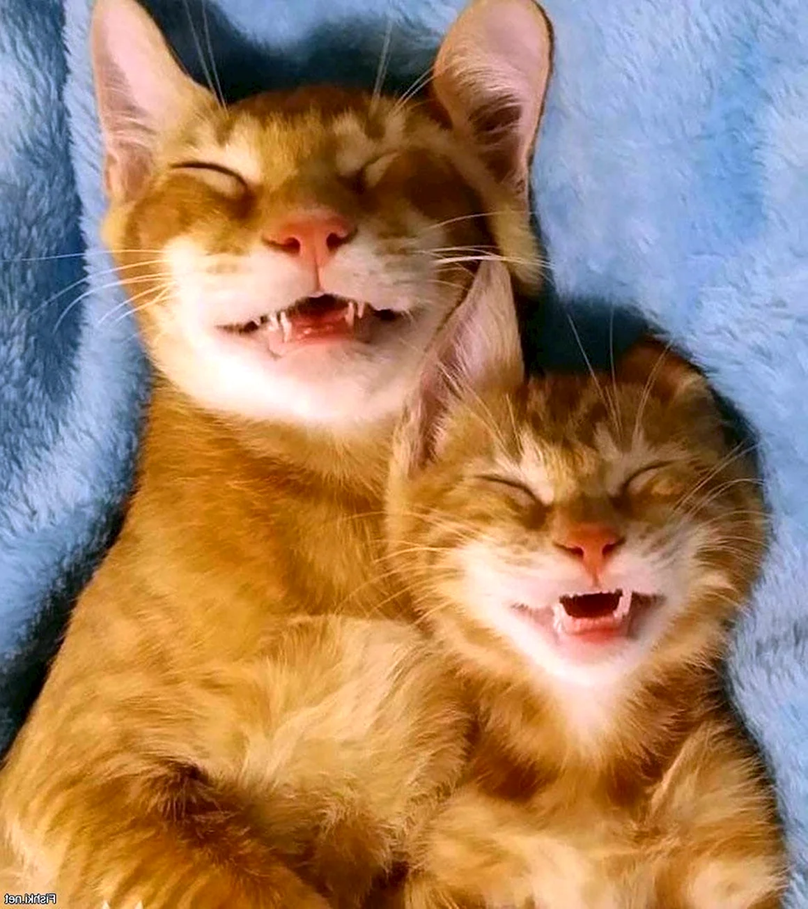 Коты смеются