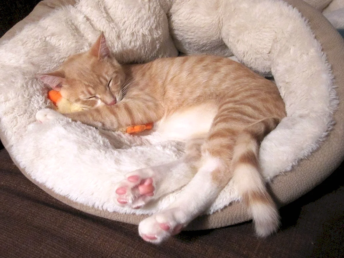 Коты спят