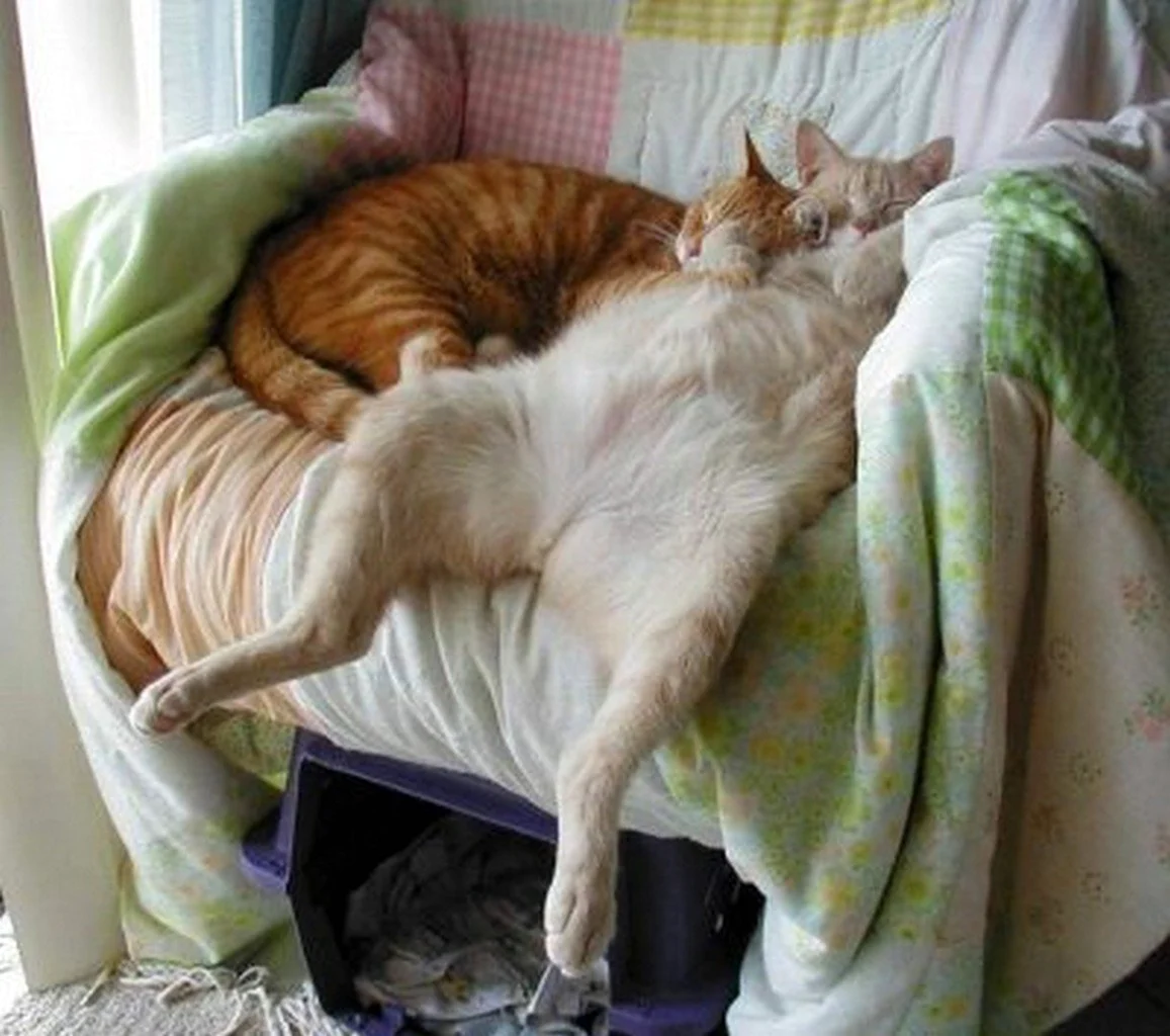 Коты спят