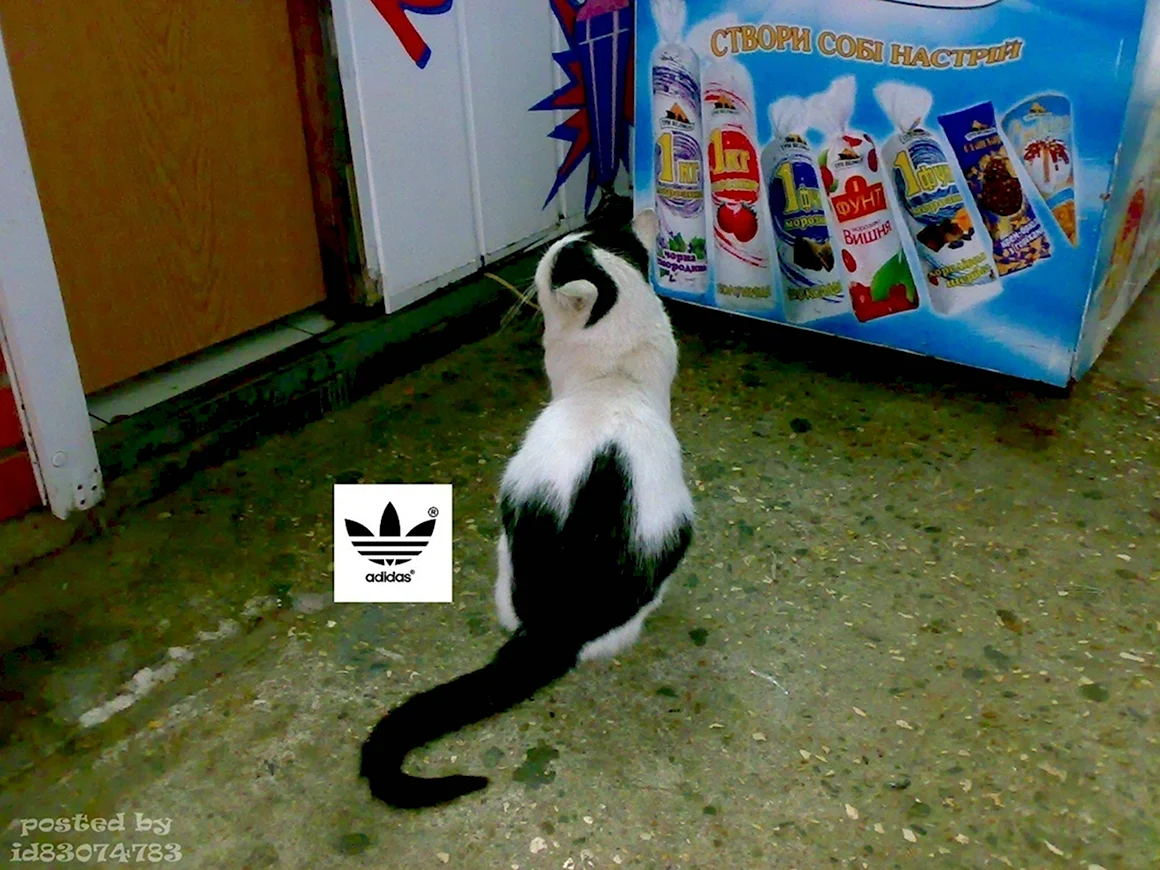 Коты в адидасе