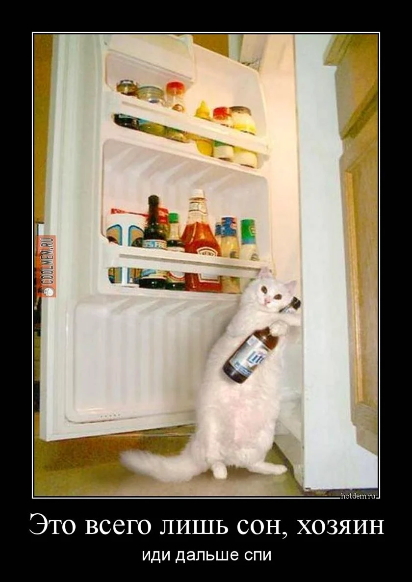 Коты в холодильнике