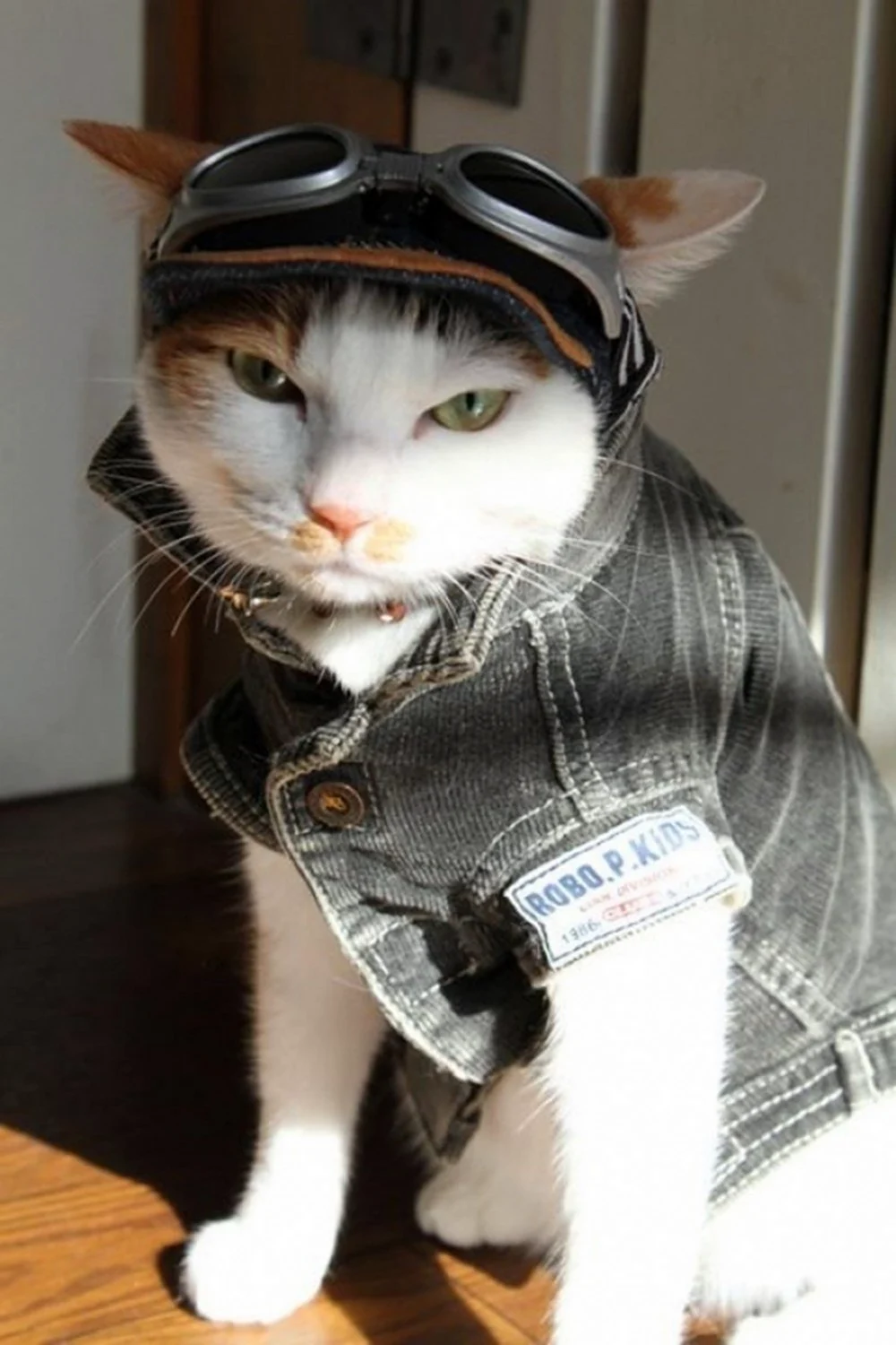 Коты в одежде