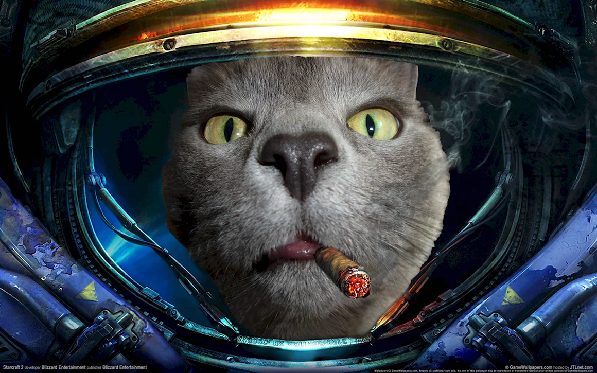 Коты в скафандрах