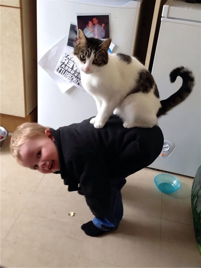 Коты в смешных ситуациях