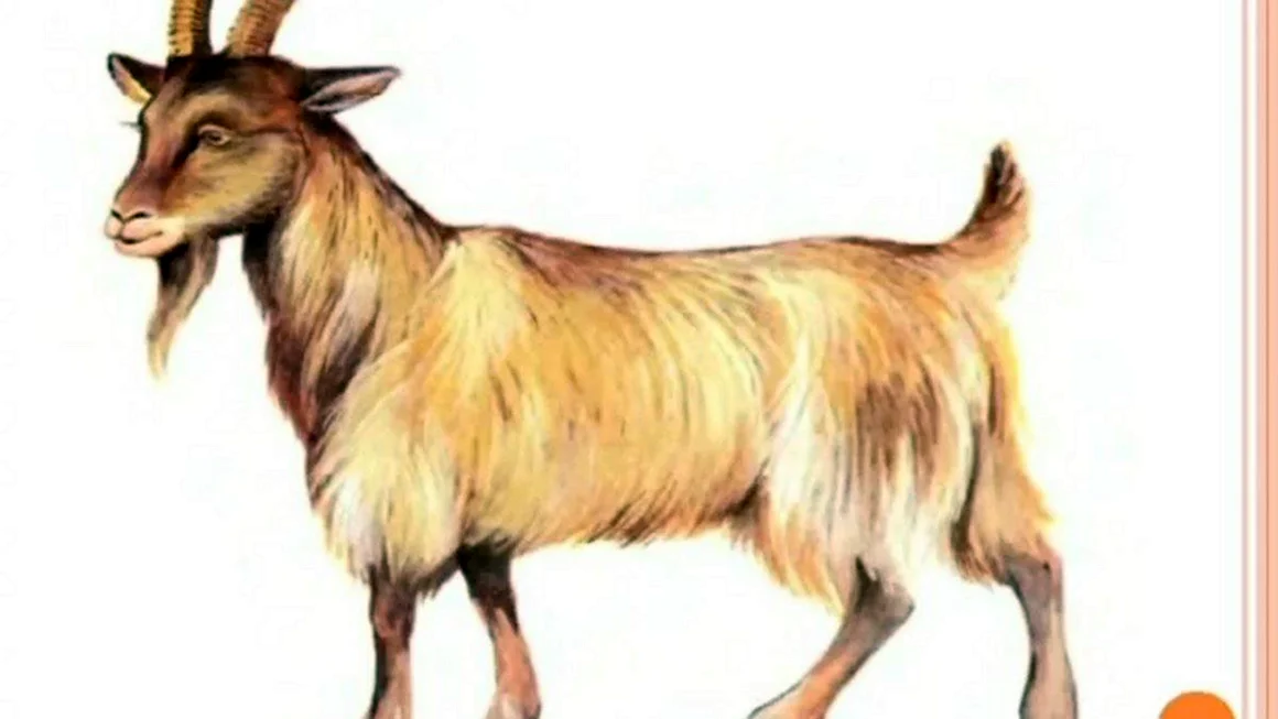 Коза