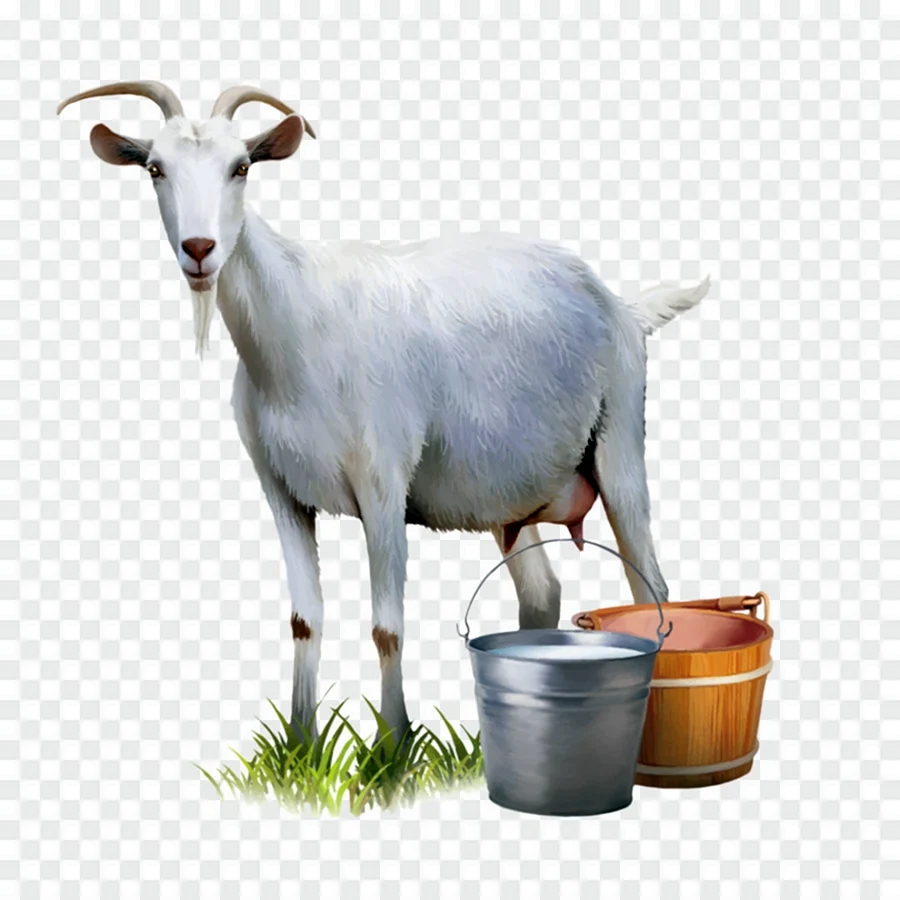 Козье молоко