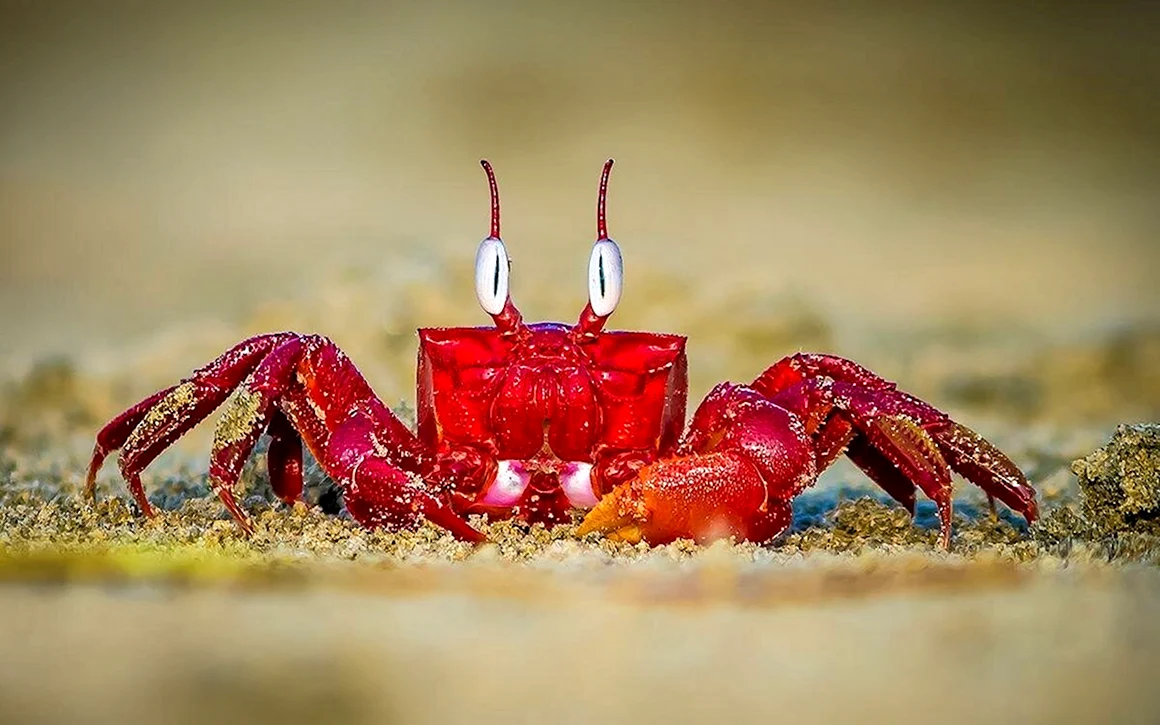 Краб Red Ghost
