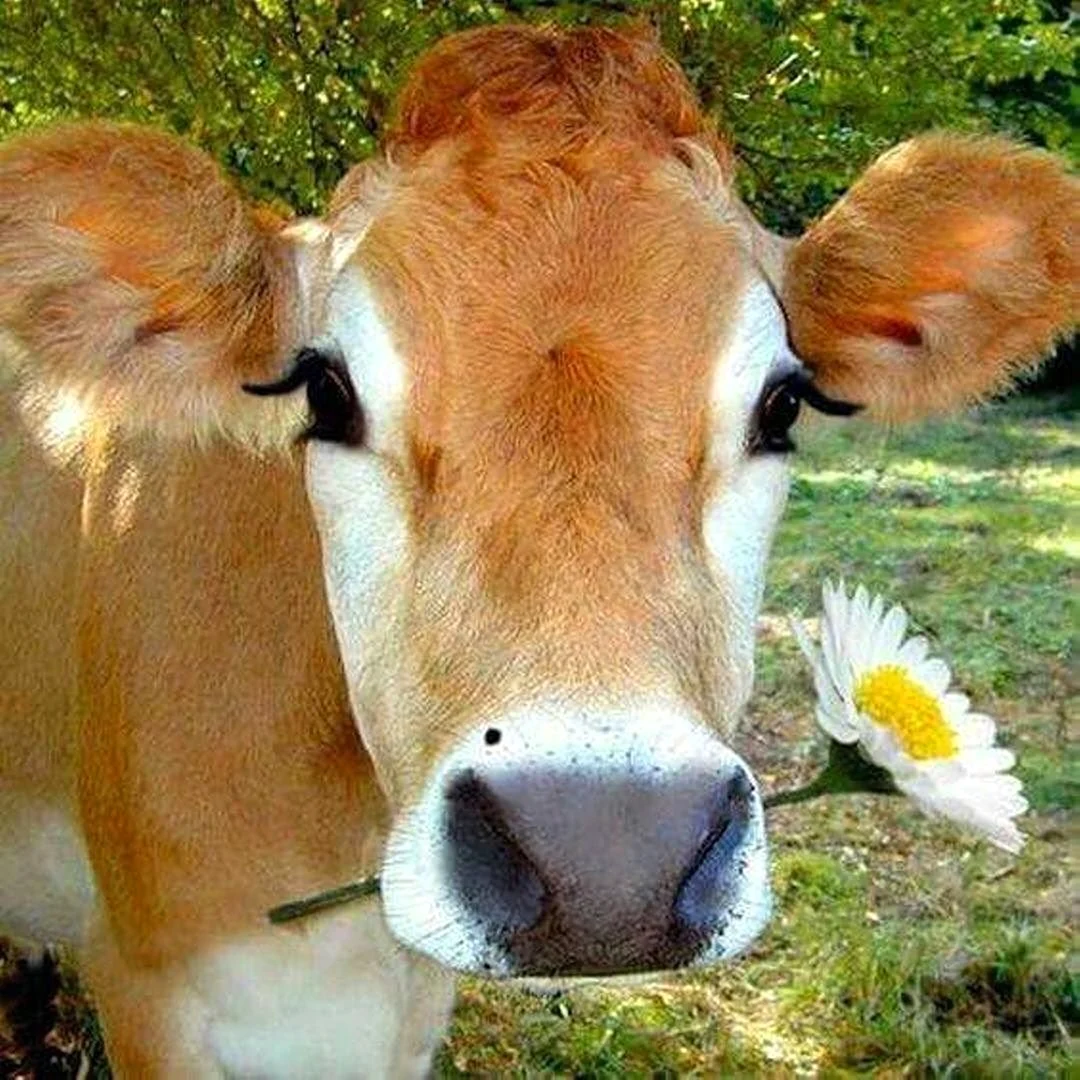 Красивая корова
