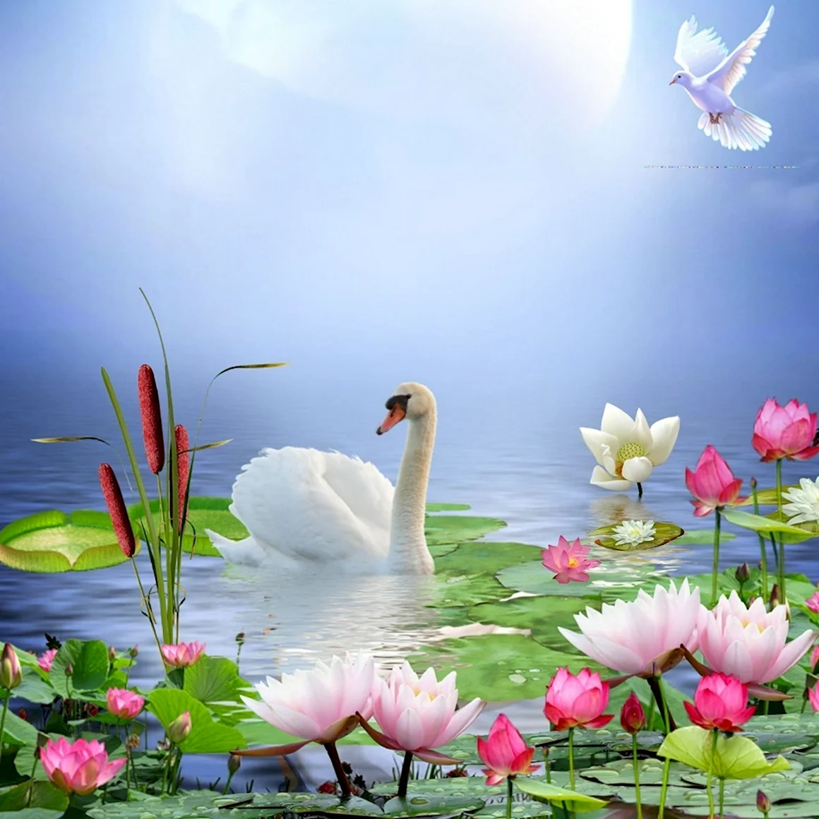 Красивая природа с лебедями