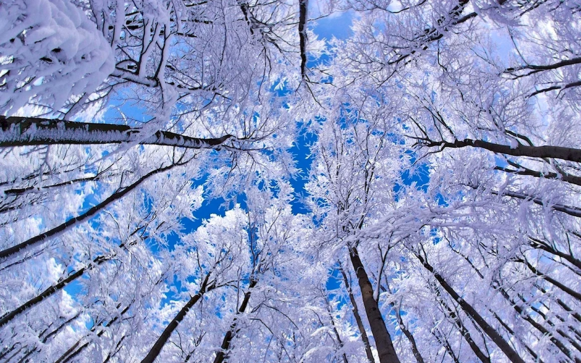 Красивая зима