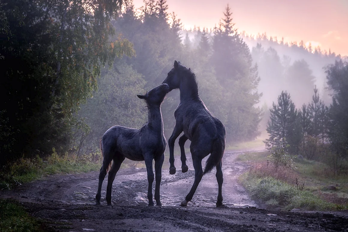 Красивые фотографии природы и животных