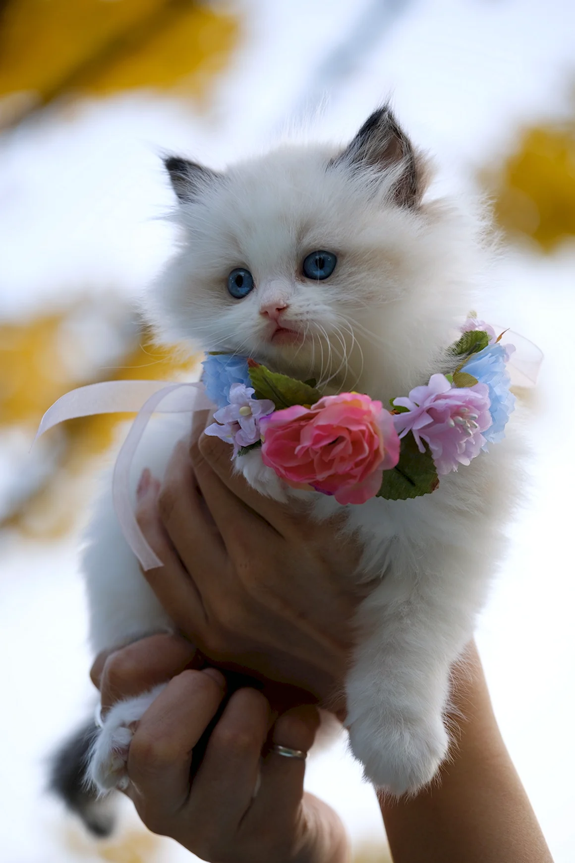 Красивые кошечки