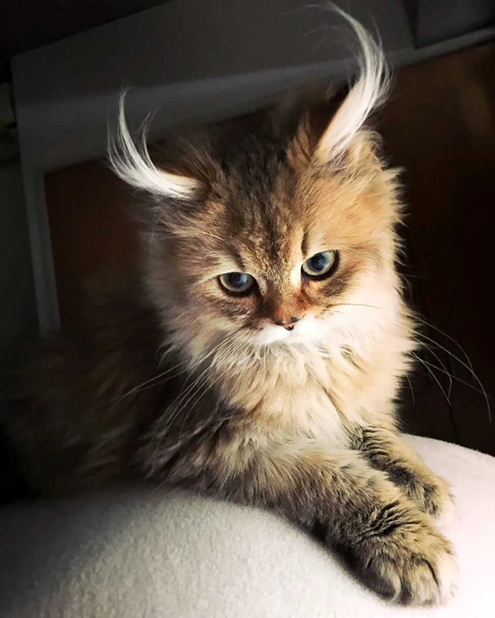 Красивые кошки
