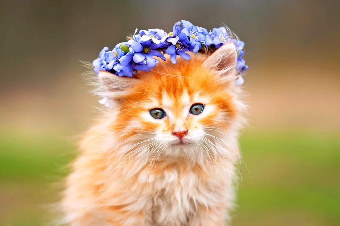 Красивые котята