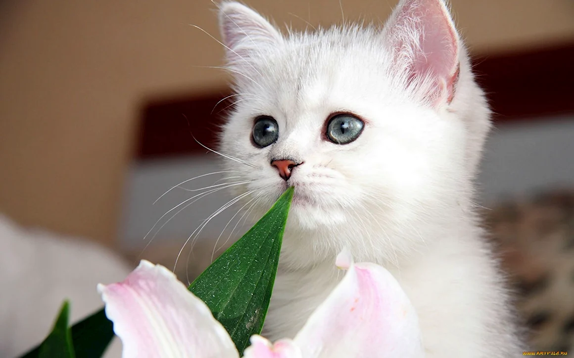 Красивые котята