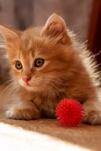 Красивые котята