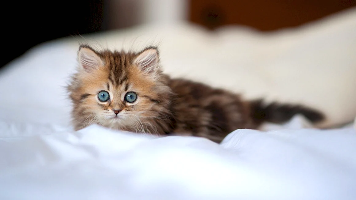 Красивые котята