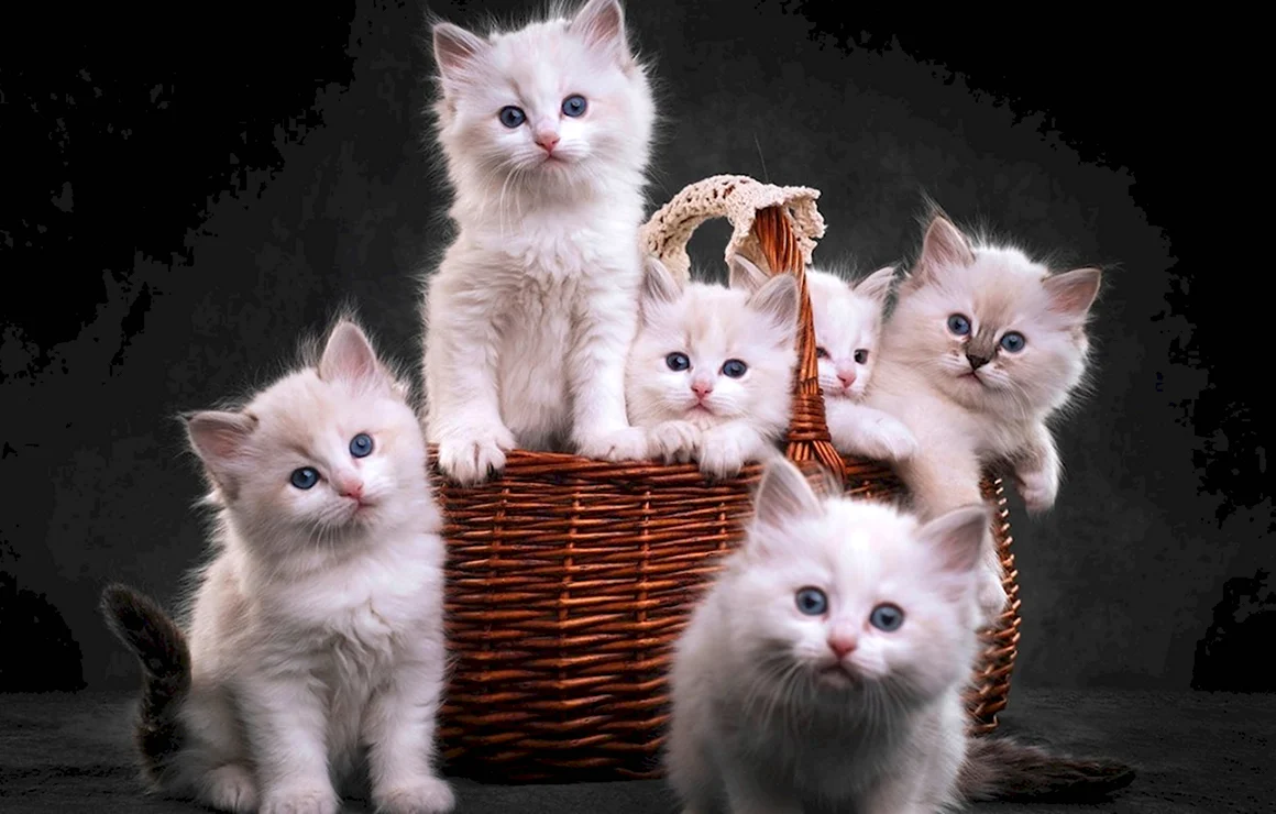 Красивые котята
