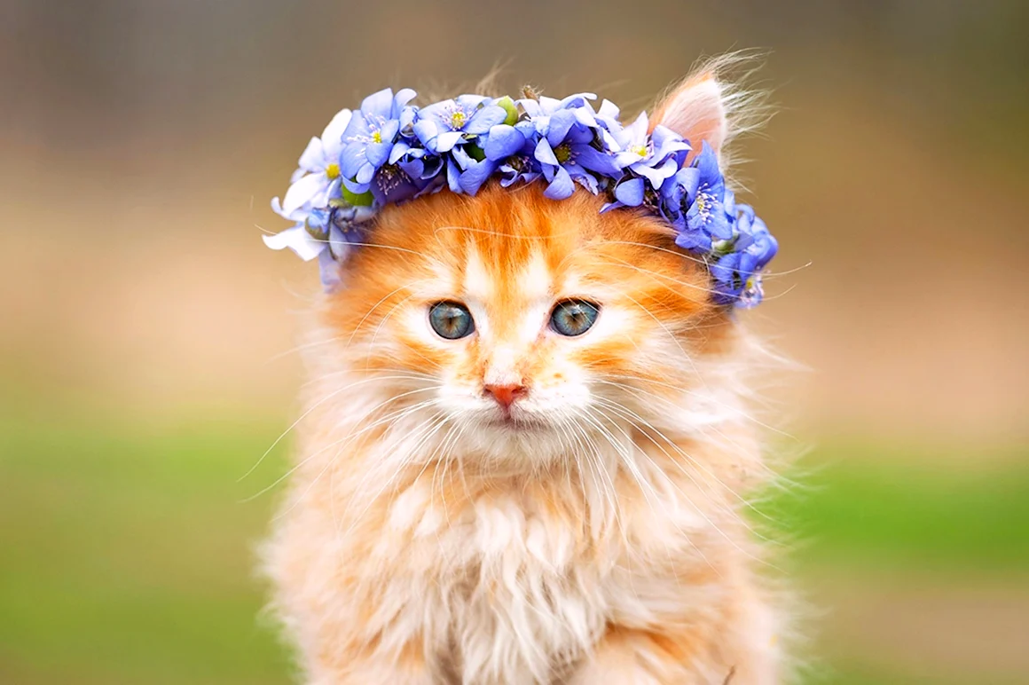 Красивые котята
