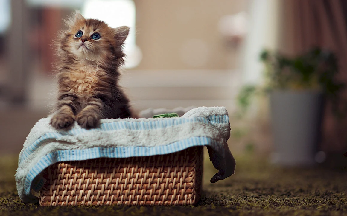 Красивые котята