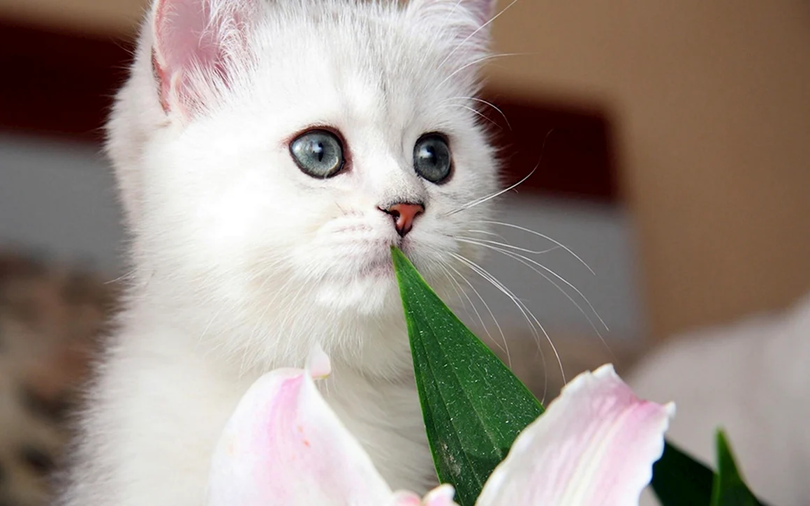 Красивые котята
