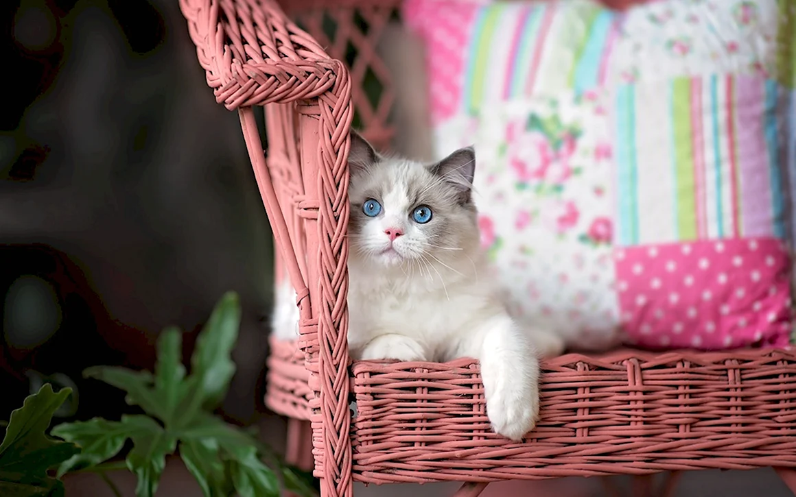 Красивые котята