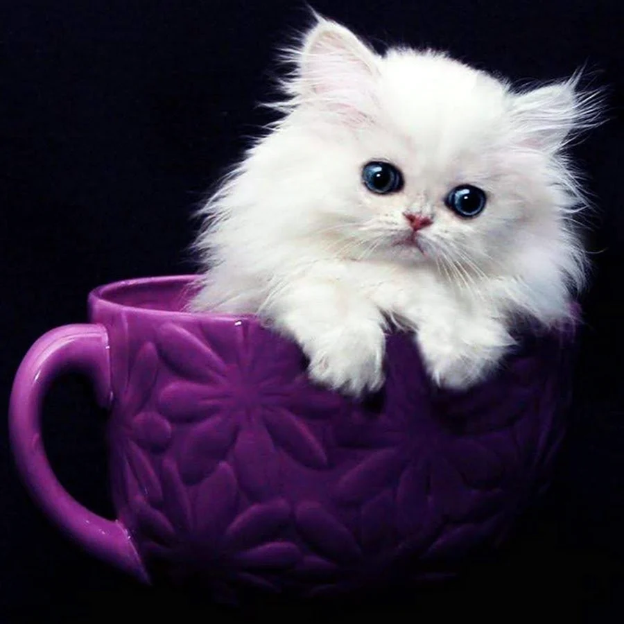 Красивые котята