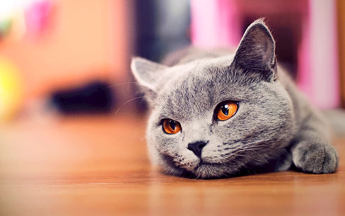 Красивые котики