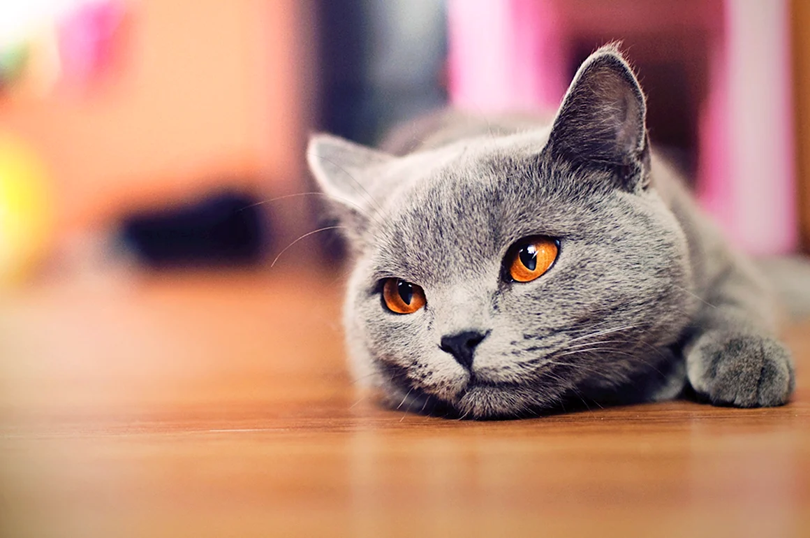 Красивые котики