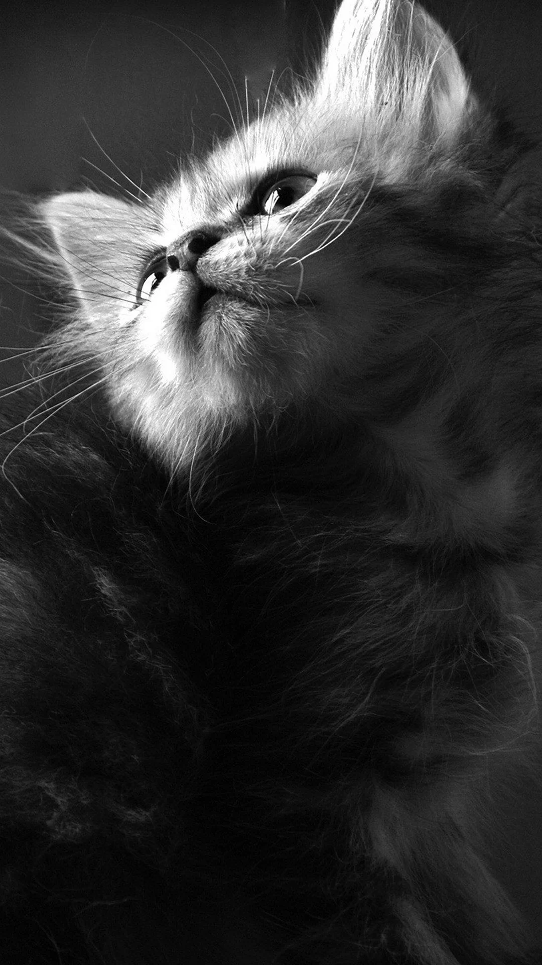Красивые котики