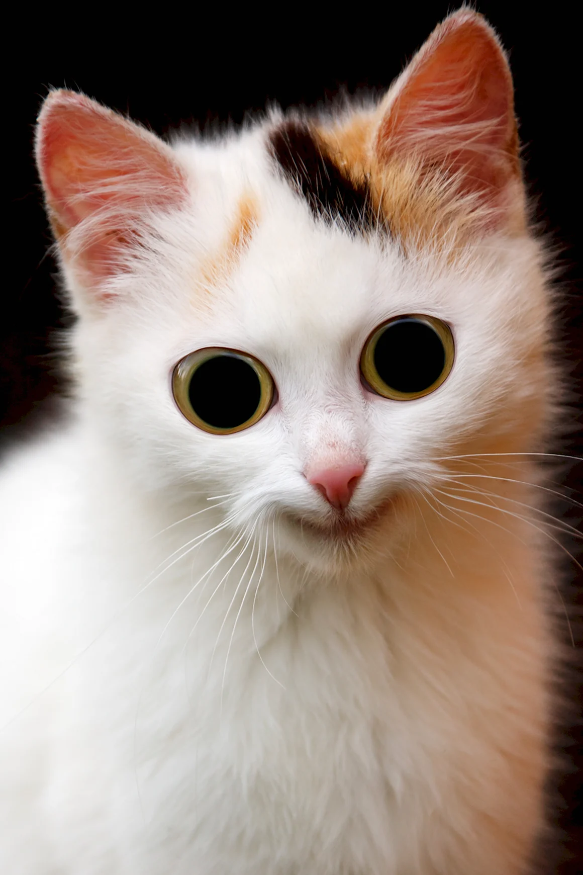 Красивые коты
