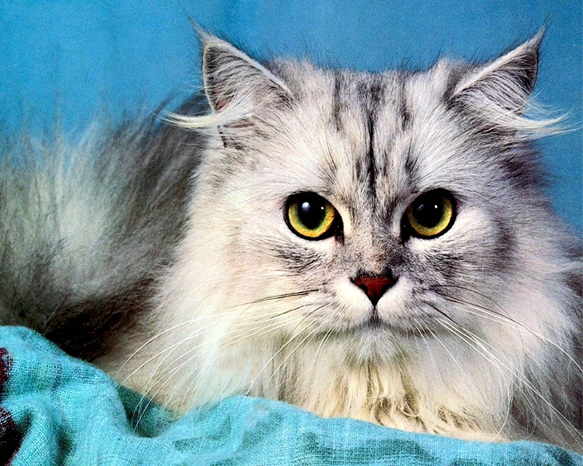 Красивые коты