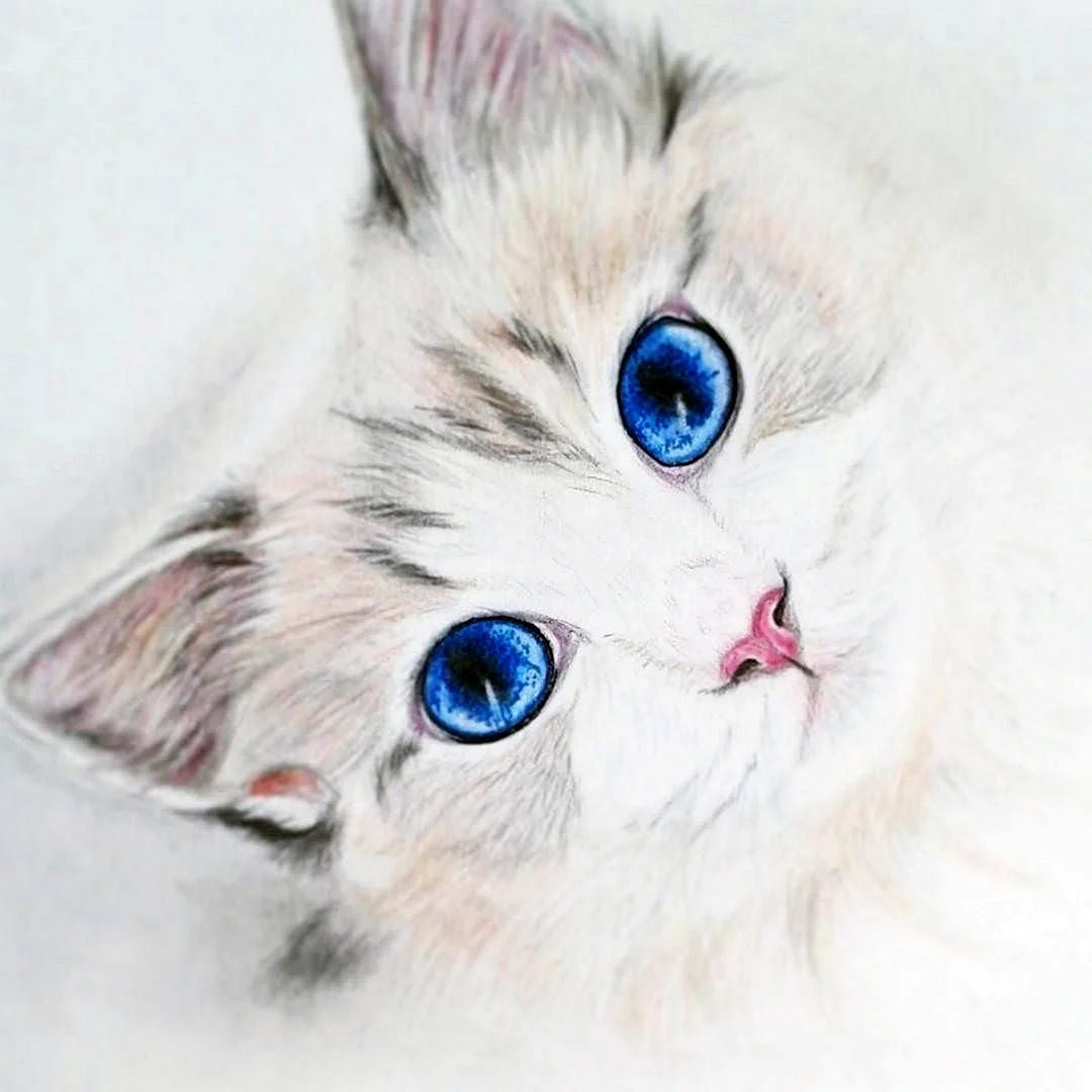 Красивые рисунки котят